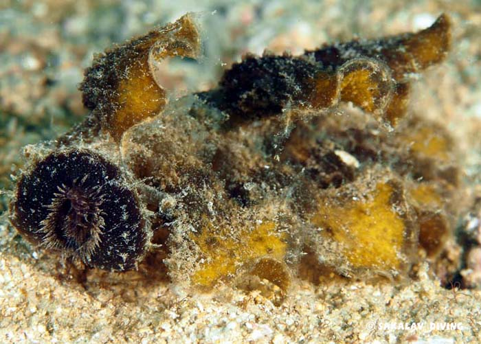 opisthobranchs and flat worms Nosy Be Madagascar